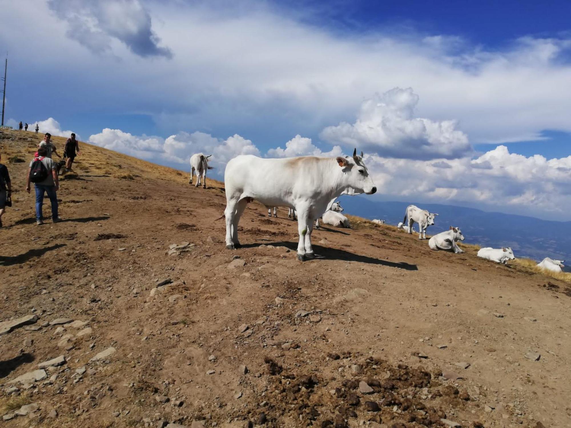 Il Rifugio Di Vale Villa Cetica Eksteriør bilde